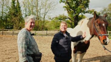 How horses can help to better mental health