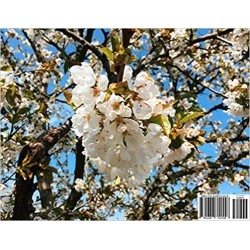 Blooming Summer (Calendar)